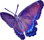 Purple Butterfly